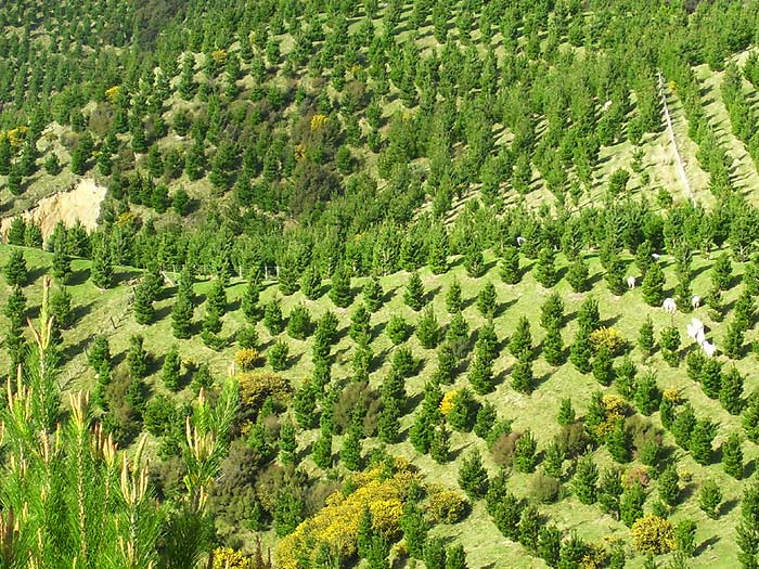  Forestlands New Zealand Ltd  - Forestry and land investments in New Zealand